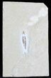 Soft Bodied Fossil Squid - Lebanon #28214-1